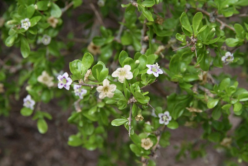 Boxthorn
