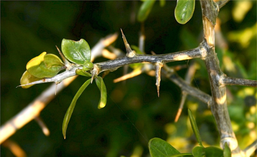 Boxthorn - image 1