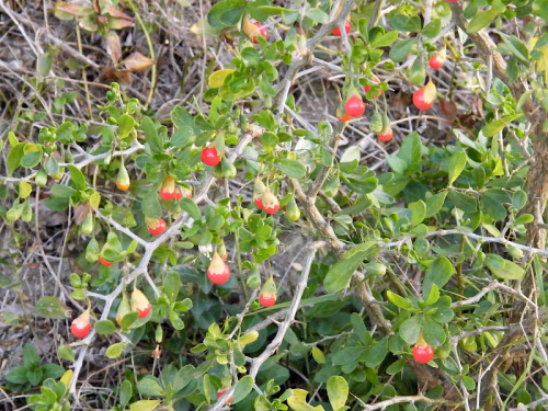 Boxthorn - image 