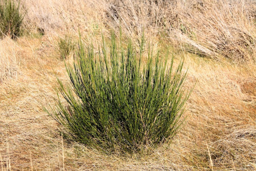 Broom