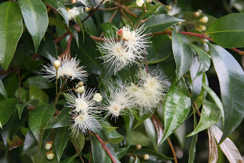 Brush cherry - image 