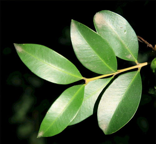 Brush cherry - image 