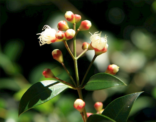 Brush cherry