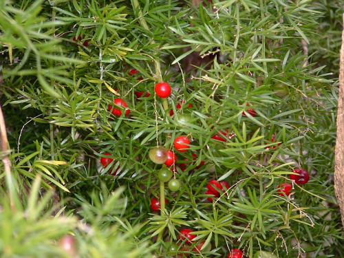 Bushy asparagus - image 