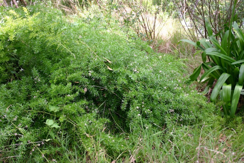 Bushy asparagus - image 