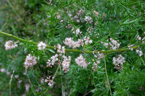 Bushy asparagus