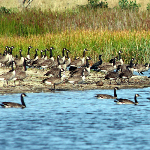 Canada geese - image 
