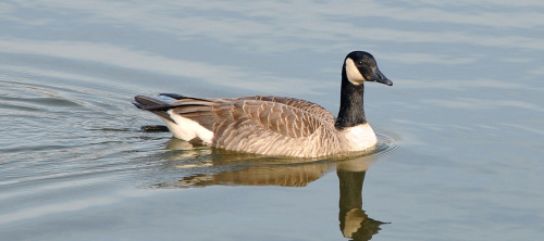 Canada geese