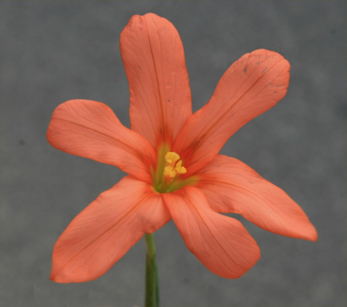 Cape tulip - image 1