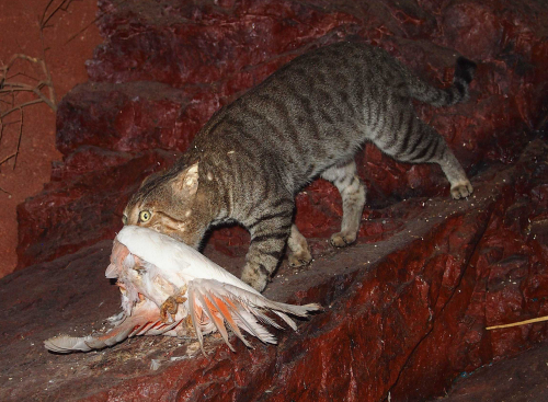Cats - feral and stray