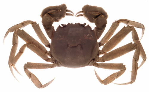 Chinese mitten crab