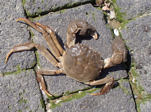 Chinese mitten crab - image 