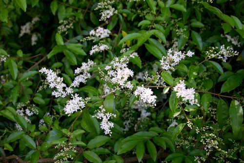 Chinese privet