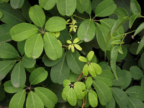 Chocolate vine