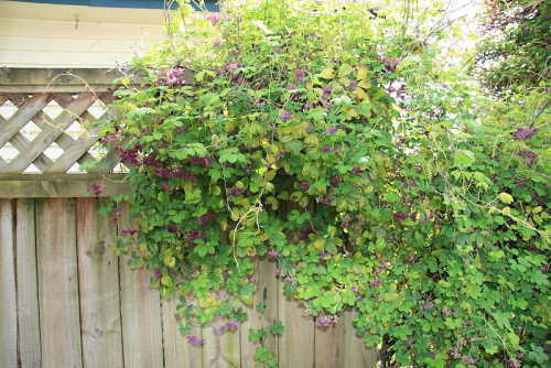 Chocolate vine - image 
