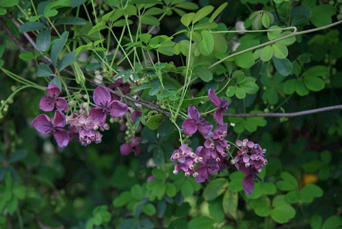 Chocolate vine - image 