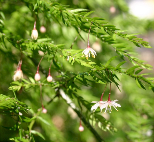 Climbing asparagus