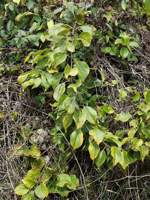 Climbing spindle berry - image 