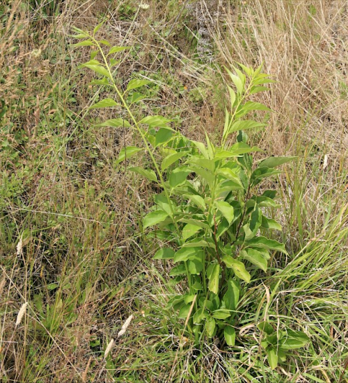 Climbing spindle berry - image 