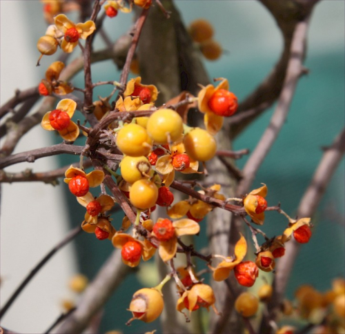 Climbing spindle berry