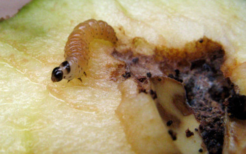 Codling moth - image 