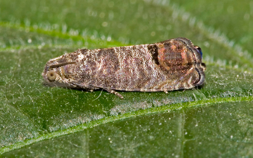 Codling moth
