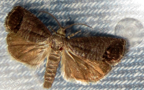 Codling moth - image 