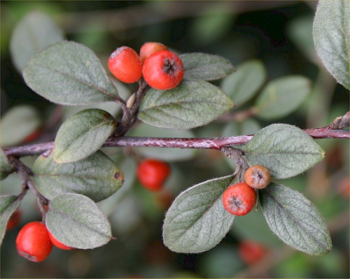 Cotoneaster