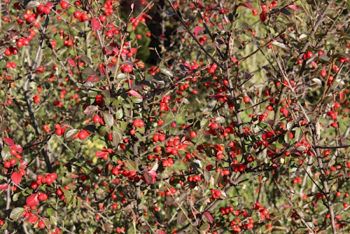 Cotoneaster - image 