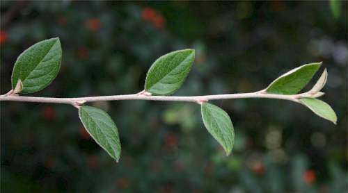 Cotoneaster - image 