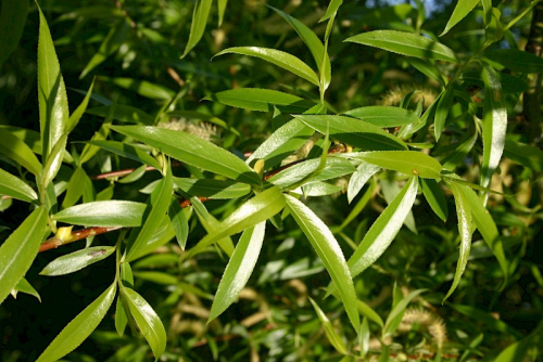 Crack willow - image 
