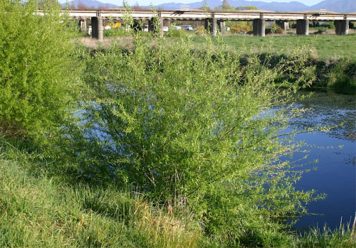 Crack willow - image 