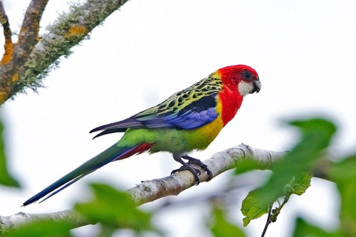 Eastern rosella - image 