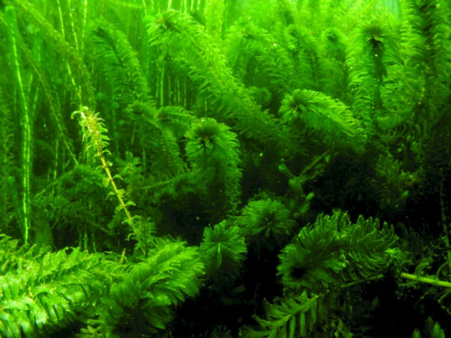 Egeria