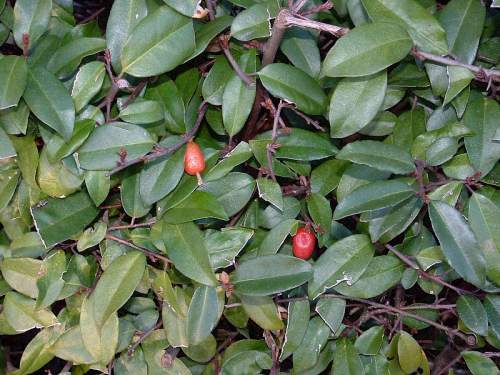 Elaeagnus - image 1