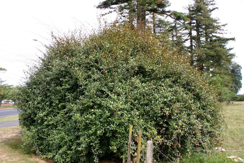 Elaeagnus - image 
