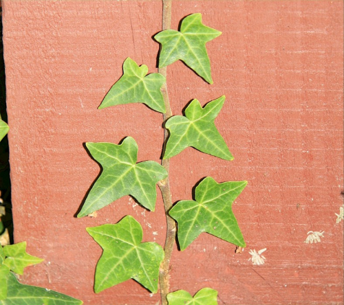 English ivy - image 
