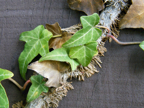 English ivy