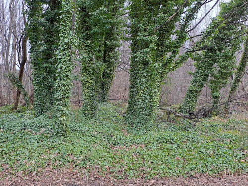 English ivy