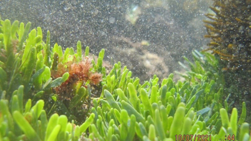 Exotic Caulerpa - image 