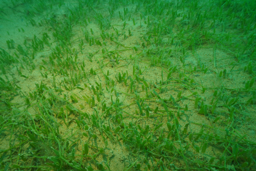 Exotic Caulerpa - image 