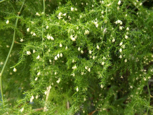 Ferny asparagus