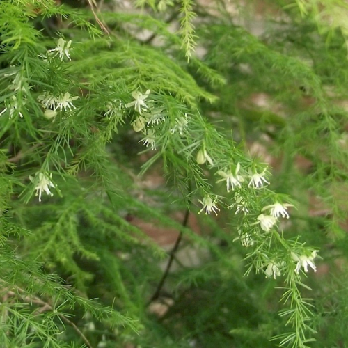 Ferny asparagus - image 1