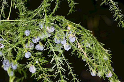 Ferny asparagus - image 