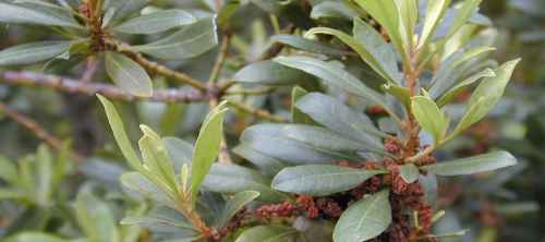 Fire tree - image 1