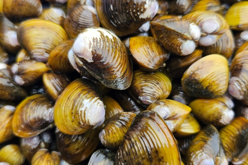 Freshwater golden clam