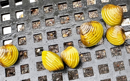 Freshwater golden clam - image 