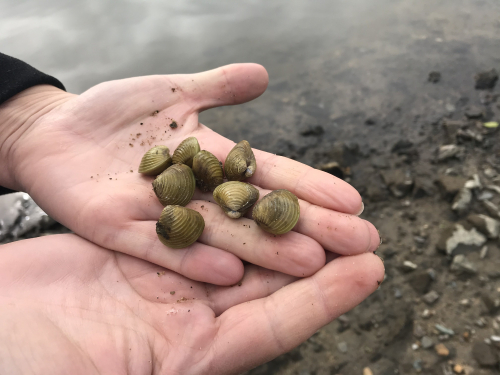 Freshwater golden clam - image 