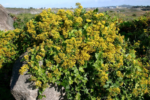 German ivy
