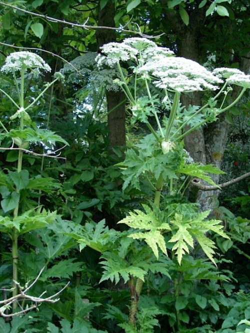 Giant hogweed
